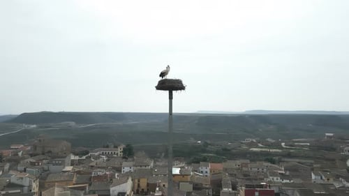 Vue aérienne en orbite autour d'un couple de cigognes assis dans un grand nid au sommet d'un poteau électrique