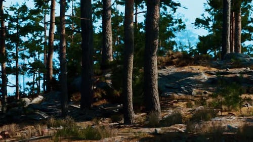 Towering Pine Forest Landscape