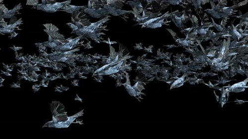 30 Bird Bat Flying 4K