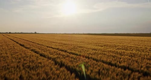 Golden wheat field with tractor tracks at sunset