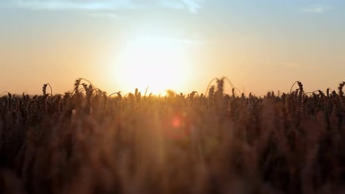 Sunset in a Wheat Field Ripe Golden Ears of Corn are Illuminated By the Evening Rays of the Sun