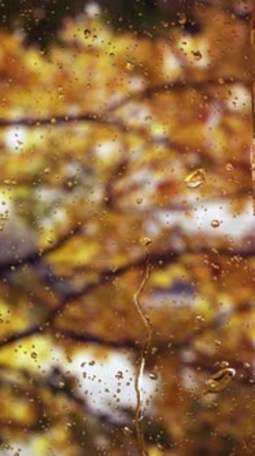 Rain Drops Dripping Down Window with Autumn Leaves Background