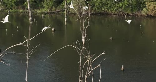 Group Of Great Egret Fly Away From A Tree Branch In The River - Four Rivers Wildlife Conservation Ar