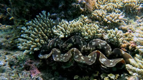 Plongée en apnée en POV sur une squamosa de Tridacna, communément appelée palourde géante cannelée et palourde écailleuse