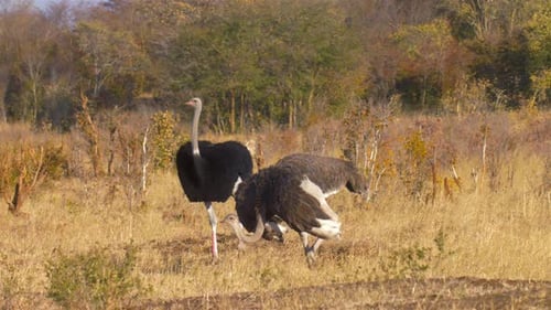Ostriches Grazing on African Savanna