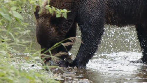 Salmon struggles as large brown bear bites it in shallow river, slo mo