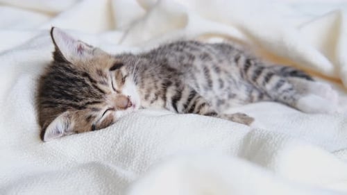 Striped Kitten Sleeps Peacefully on White Blanket