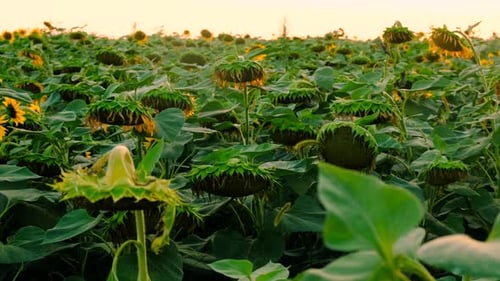 Sunflower Field Ripen Seeds Selective Focus