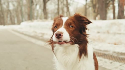 Closeup of Border Collie Among the Snow in the Park Dog Pet Sitting on the Snow Portrait of a The