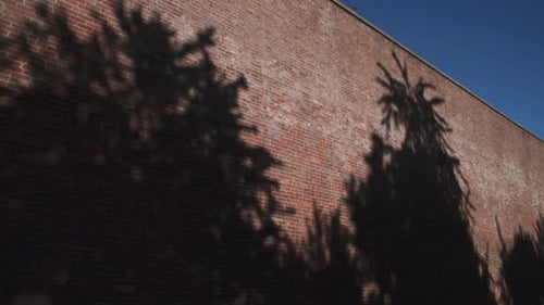 Shadows of trees cast on a brick wall at sunset
