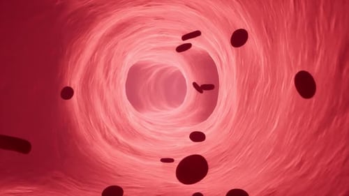 Blood Cells Flow In Vein