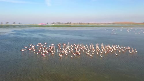 Flamingos.