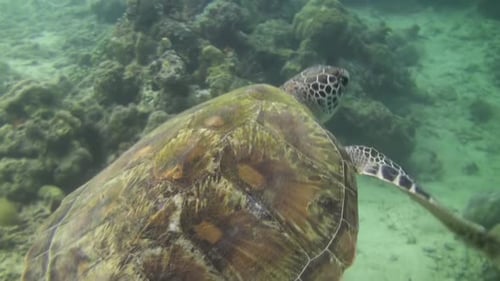 Hawksbill turtle leaves its protective resting place under a coral block and swims away into blue wa