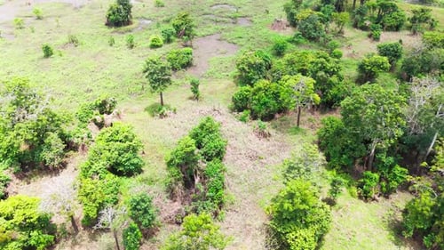 Tropical Greenery, Untouched Habitat, Amazonian Basin, Aerial Scenery