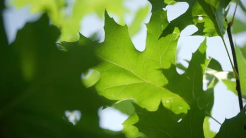 Leaves of Oak. Green Beautiful Tree Foliage. Foliage of Young Oak Leaves