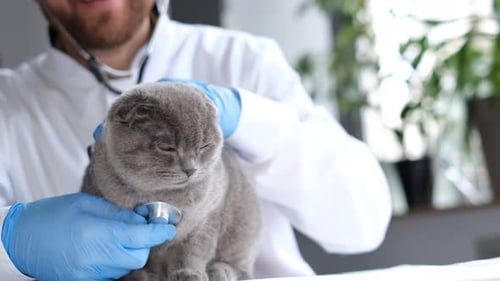 Veterinarian Examining Gray Cat with Stethoscope