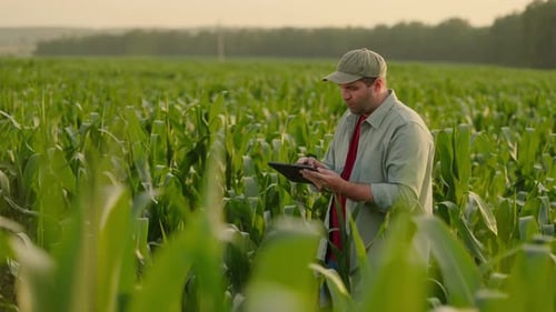 Professional Agronomist And Farmer Viewing Leaves Of Corn Plants In Field Making Notes In Tablet