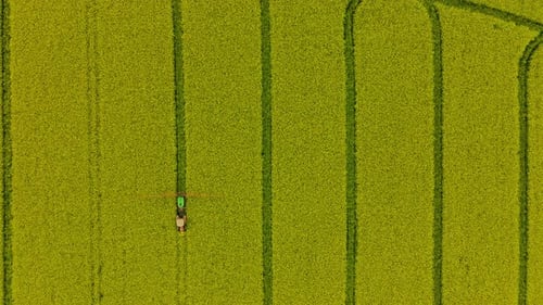 Farming Tractor Working And Spraying Chemicals On Flowers Of Rapeseed In The Field. - aerial