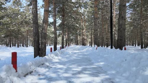Snowy Path through Winter Forest