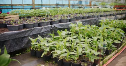 Greenhouse with Rows of Potted Plants