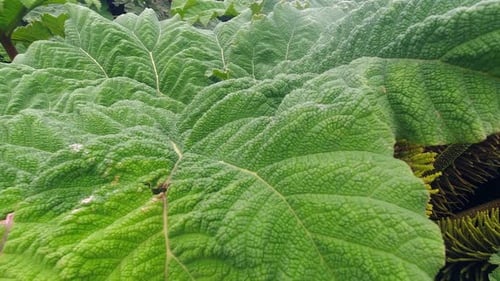 Pan across unique ancient and giant Rhubarb plant in Central America