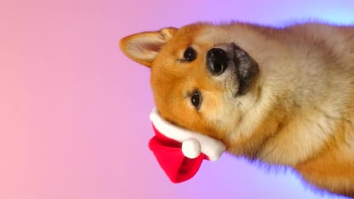 Close Up of Dog Wearing a Santa Hat