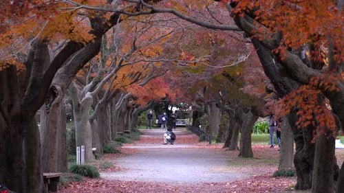 Mother and child playing together inside Fall color public park - long shot