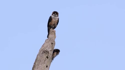The Black-thighed Falconet is one of the smallest birds of prey found in the forests in some countri