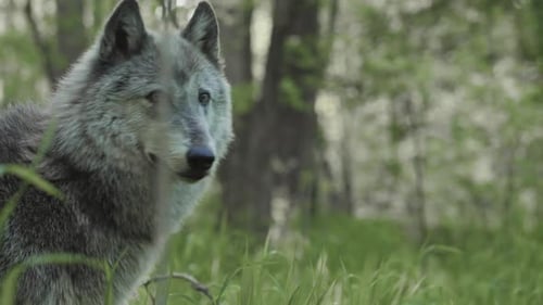 Gray Wolf Stares Attentively in Forest Clearing