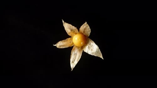 Eine vollständig geöffnete Physalis mit einer orangefarbenen Beere im Inneren, die sich vor einem schwarzen Hintergrund dreht. Makroaufnahme