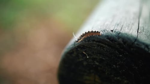 Caterpillar Crawling On Wooden Post During Daytime. - Selective Focus Shot