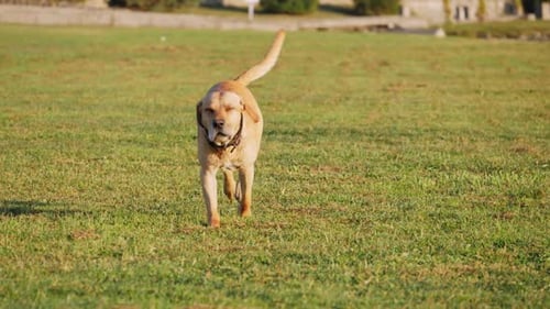 Happy Dog Running Toward Camera on Green Grass