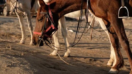 Horses Resting After the Walk