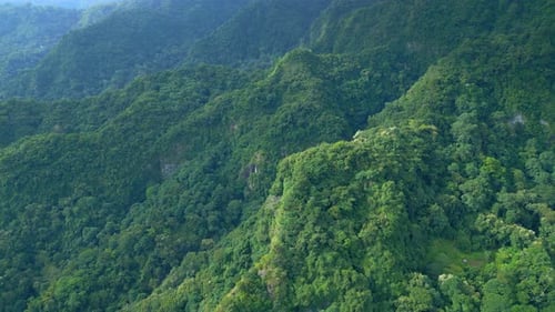 Aerial View on Forest Nature and Green Wood Trees in Fog Landscape of Mountains