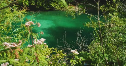 Bright Green Lake Water Seen Through Dense Plants with Wildflowers in Foreground