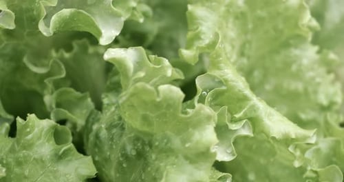 Fresh Green Lettuce with Water Droplets Close Up