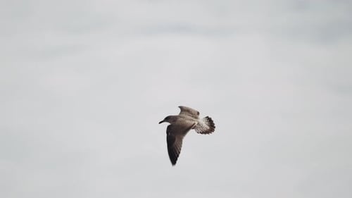 Close-up of Seagull Flying Over Sea Against Buildings of the City Port