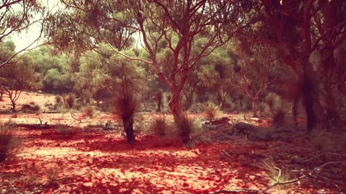 Trees and Stones in Australian Desert