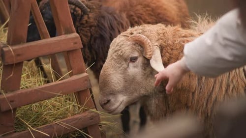 Gentle Hand Petting Sheep Eating from Wooden Feeder