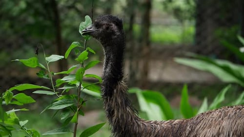 A bird standing by a plant, close-up of an emu in a forest, and close-up of a bird in a forest