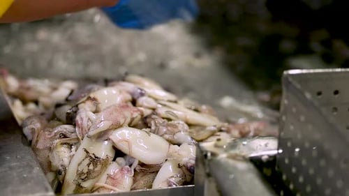 Worker cleans and cuts squid behind pile of pink white squid in focus