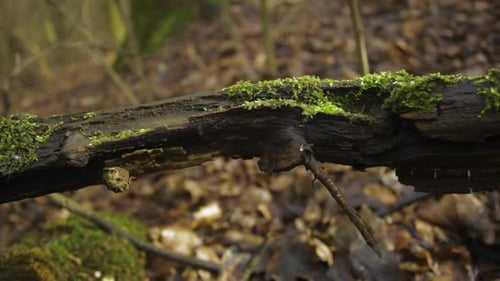 Moss covering coarse woody debris on the forest ground - closeup shot