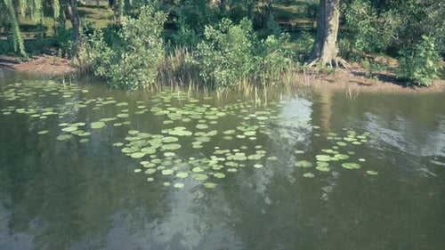 Lily Pads Floating on a Serene Lake Surrounded By Lush Greenery in Daylight