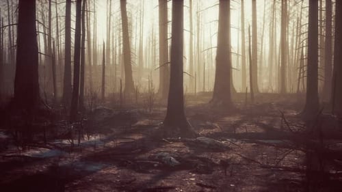 Smoke in Forest Caused By Deforestation