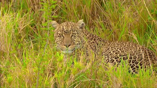 Leopard Resting Camouflaged in Tall Grass