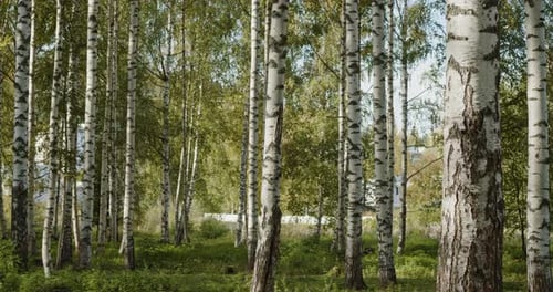 Birch Tree Woods in Jyvaskyla, Finland - 60fps, 4k