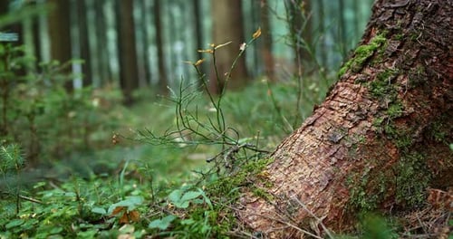 View of Young Green Plants Growing on a Forest Floor Viewed Past the Root and Base of a Large Pine