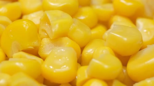 Macro Video of Fresh Corn Spinning in a Circle Corn Background The Concept of Agriculture