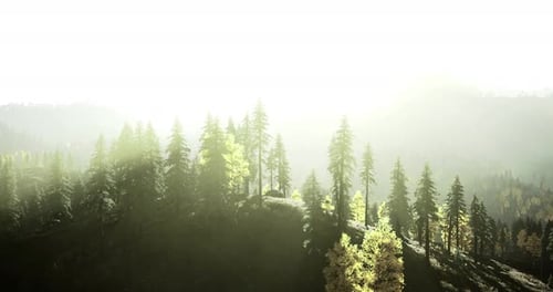 Sunlit Forest Landscape with Lush Greenery in Early Morning Light