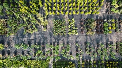 Aerial Pine Saplings